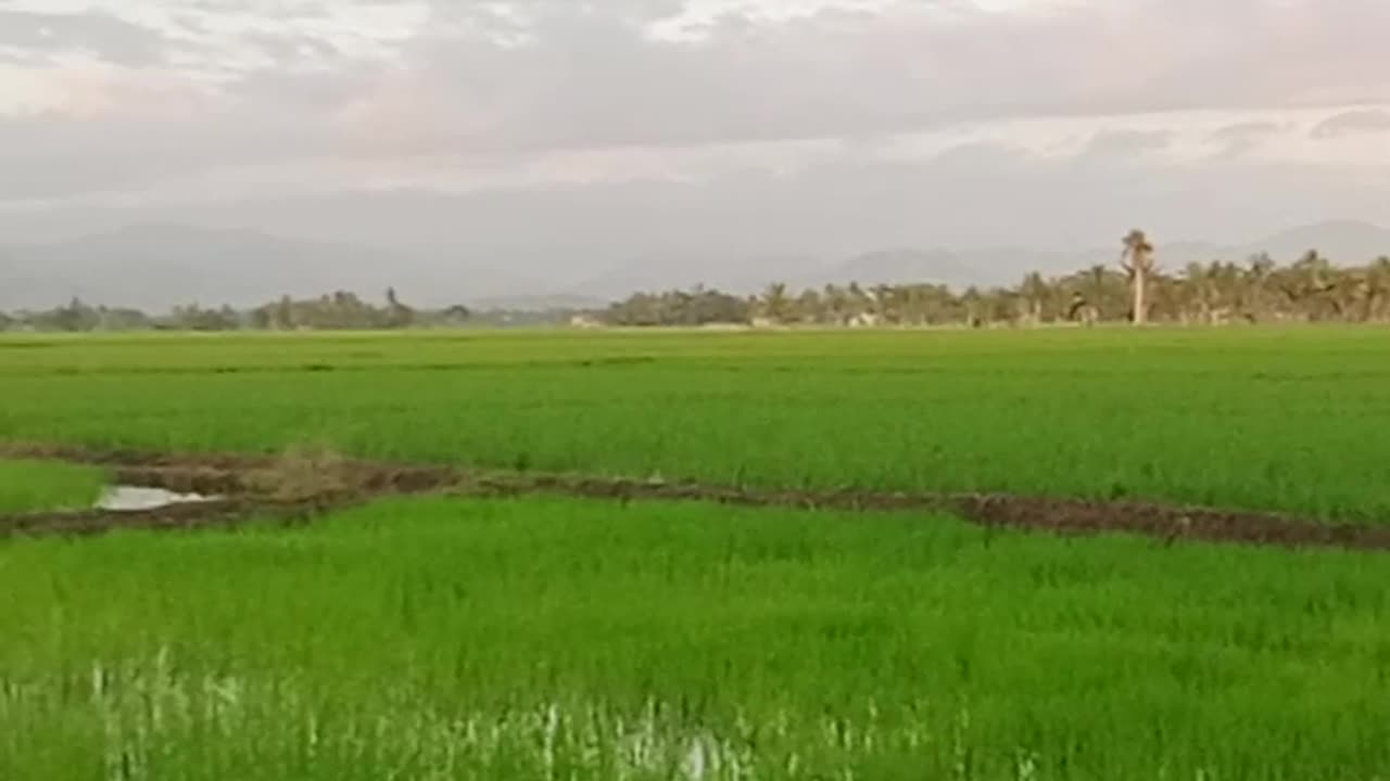 Rice field