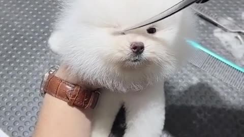 Pet So Cute