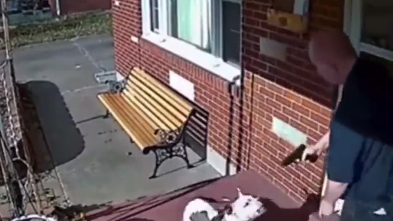 Aggressive dog attacks an armed man