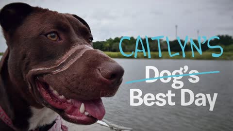 Dog's Incredible Survival Story Earns Ultimate Holiday Gift