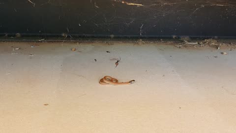 West Brown Snake meets Red Back Spider