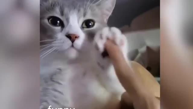 Funny cat dance