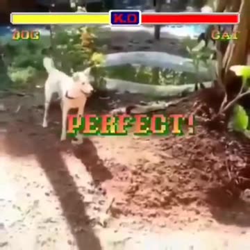Dog vs Cat video game style