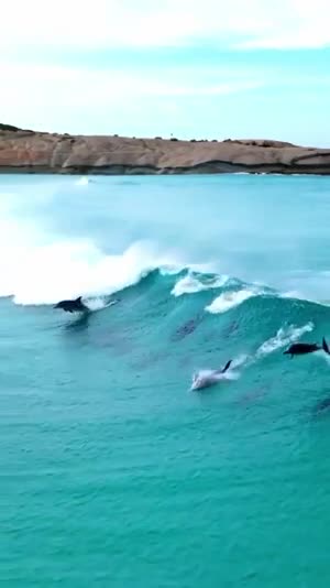 dolphin synchronized swimming