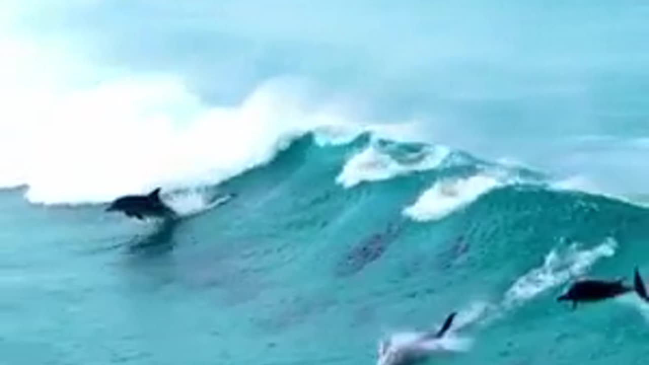 dolphin synchronized swimming