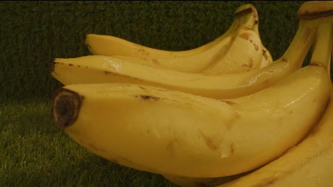 Pair of plantain stalks in a close up shot