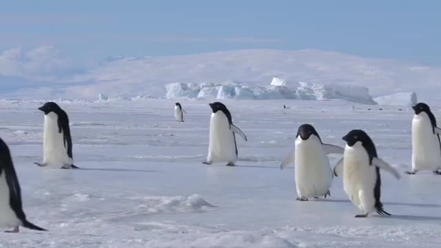 Waddling and Jumping 🚶🏃🤸🏃🚶 Sometimes they fail 😙 🇦🇶 Cape Hallett