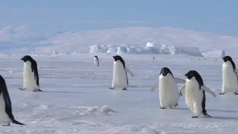 Waddling and Jumping 🚶🏃🤸🏃🚶 Sometimes they fail 😙 🇦🇶 Cape Hallett