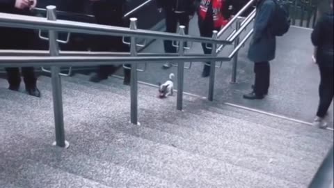 Funny dog with boll