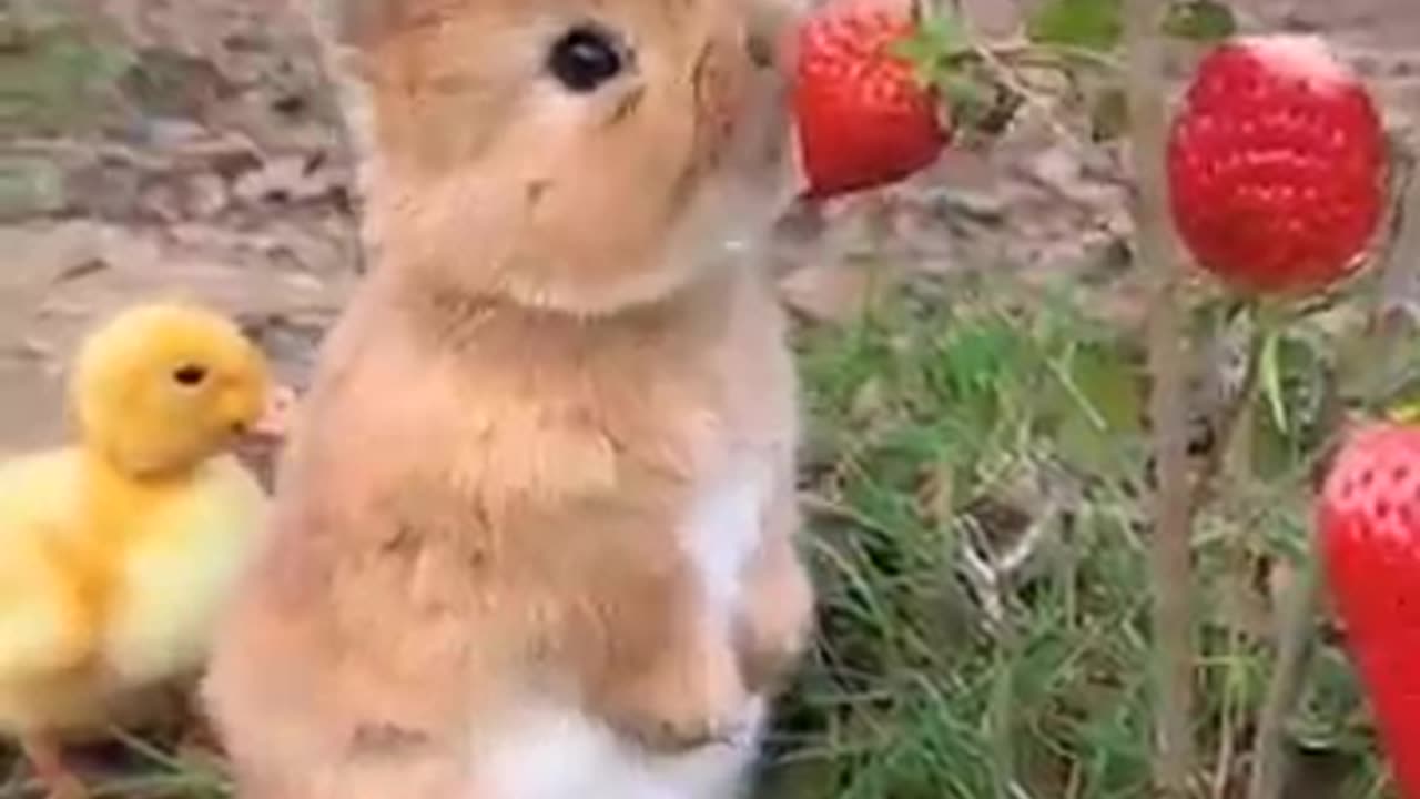 cute baby rabbit eating strawberry