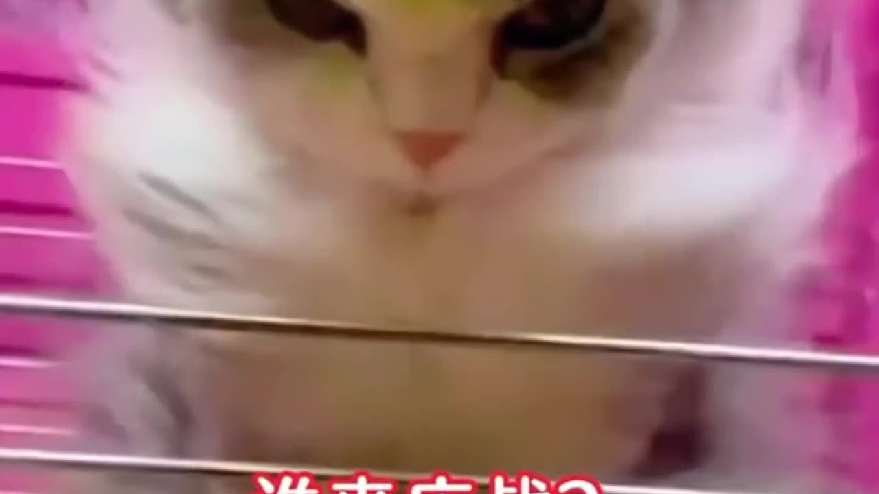 Cat kungfu | meaoo fight| cat fighting| cat funny kungfu fight