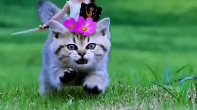 Kucing Part 2