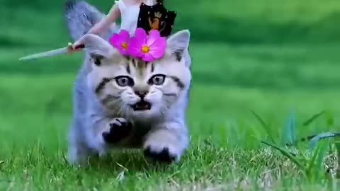 Kucing Part 2