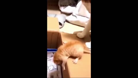 Cats funny 🤣 reaction 😹