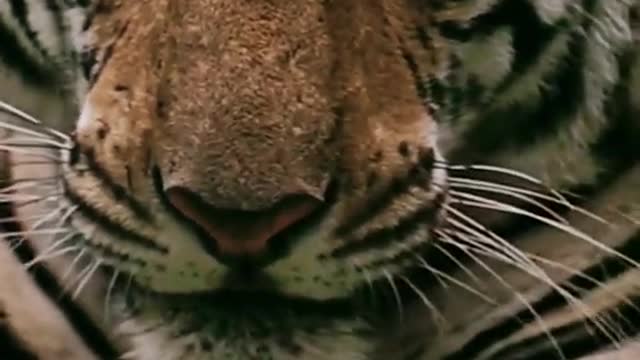Tiger animal