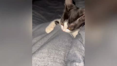 Baby cat playing with me 2023
