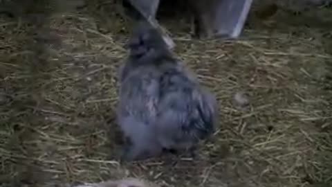 Silkie chickens (10)