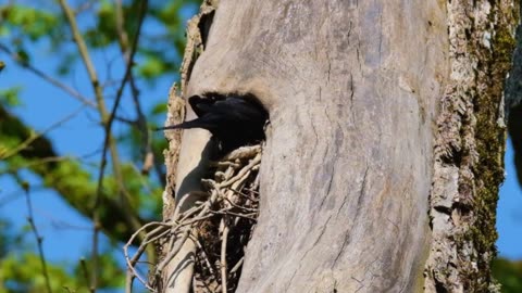 Brasilian Birds