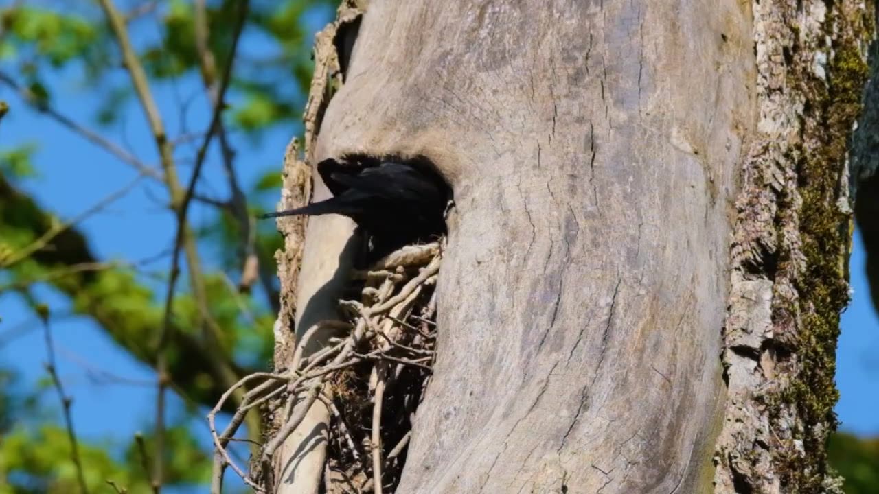 Brasilian Birds