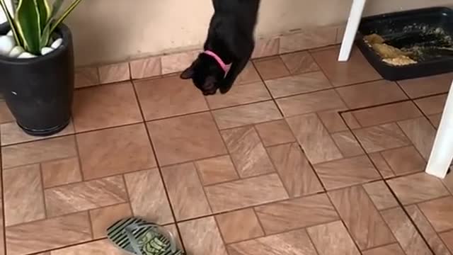 Cat scared Jump