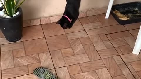 Cat scared Jump