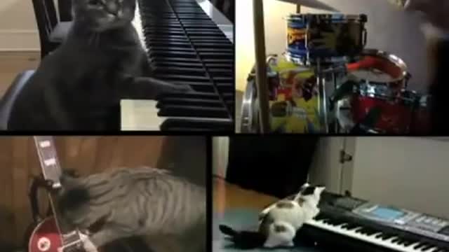 Can't Hug Every Cat -This (a song about loving cats) eHarmony Video Bio