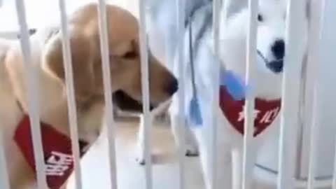 HUSKY AND LABRADOR FUNNY REACTION