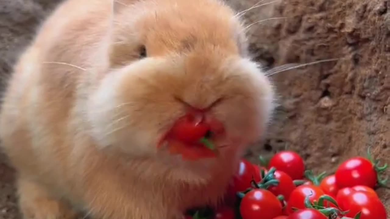 Cute rabbit eating tomatoes 🍅🍅