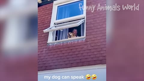 The dog scratching the sofa pretends to be asleep after being seen by the owner