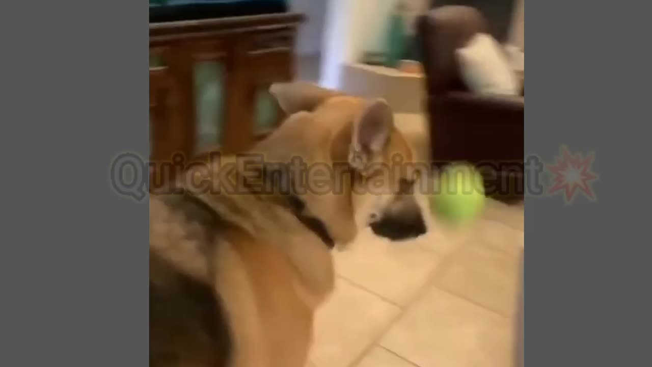 Try not to laugh ( Funny Dog reaction)