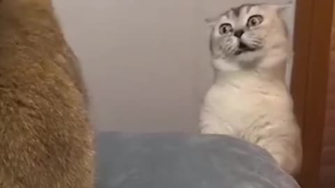 Cute Cat fight