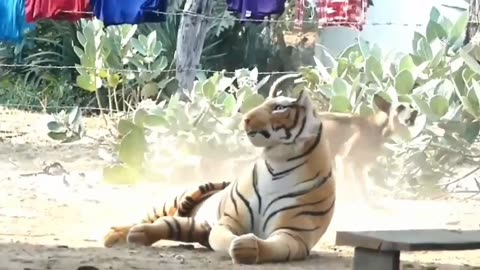 Troll prank dog funny & fake lion and fake tiger brank to dog & huge box