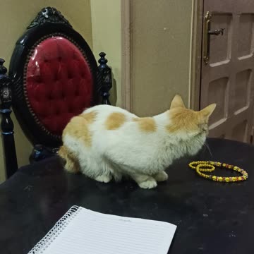 Lazy cat refuses to move