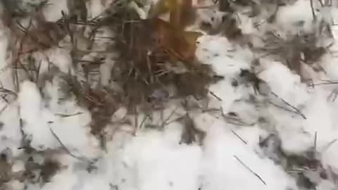Going Through Equipment Left By Fleeing Russians