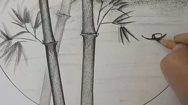 Drawing a Bamboo with pencil