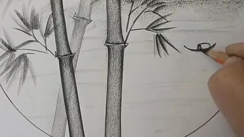 Drawing a Bamboo with pencil