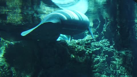 Manatee’s swimming at the aquarium