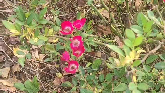 These little red flowers grow very nicely