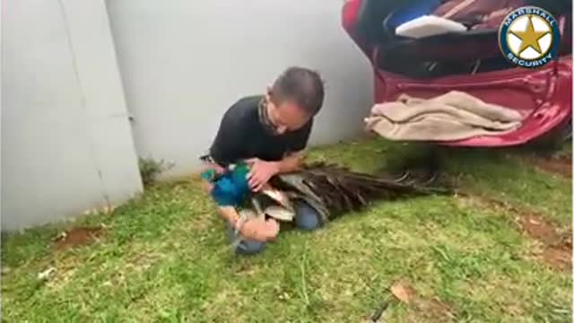 Peacock found in suspects' getaway vehicle