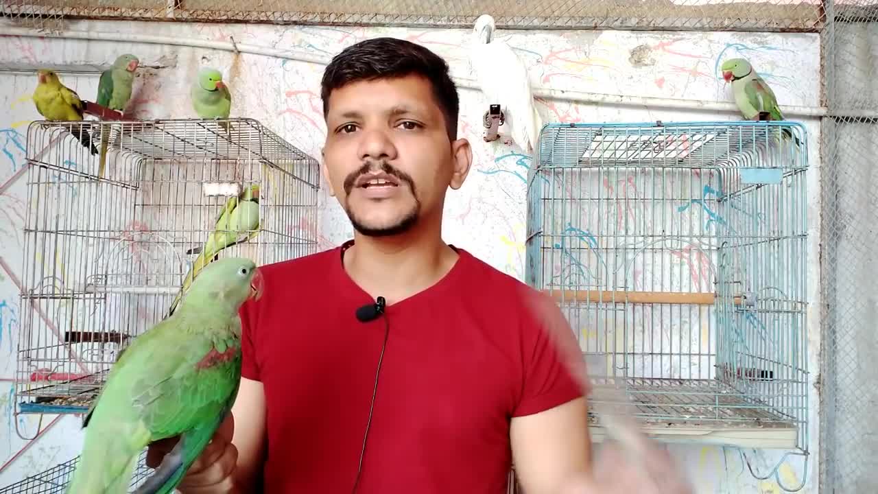 Teach Your Parrot Not To Bite - 100 % Working - Urdu -Hindi - PBI Official_p8