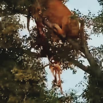 टाइगर और शेरनी शिकर के लिए आपस मे भिड गए #minivlog #shorts #animals #video #viral