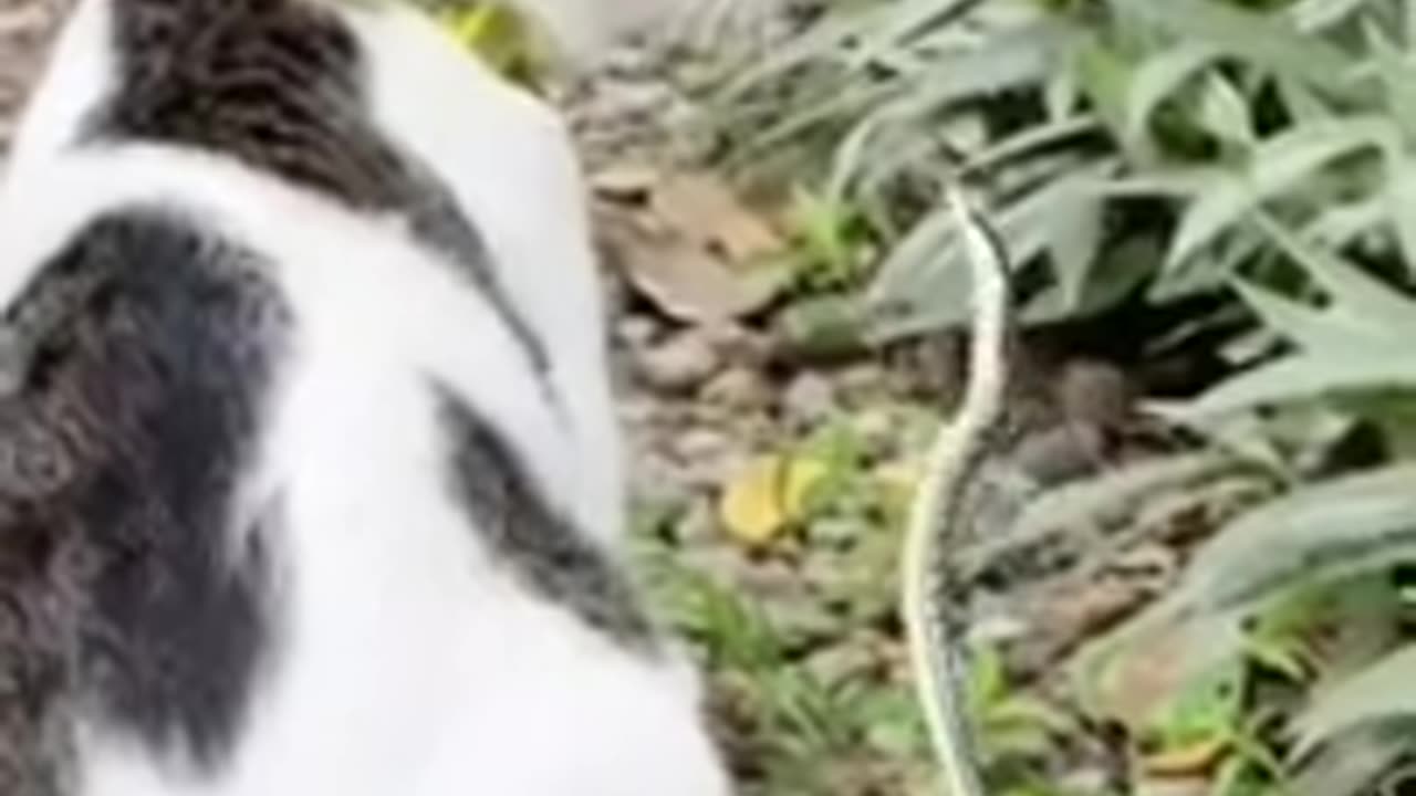 Fanny Animals #4