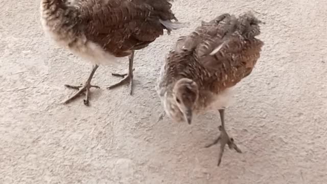 Baby Peacocks. Little peacock babies