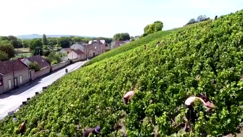 Hot French summer forces early champagne harvest