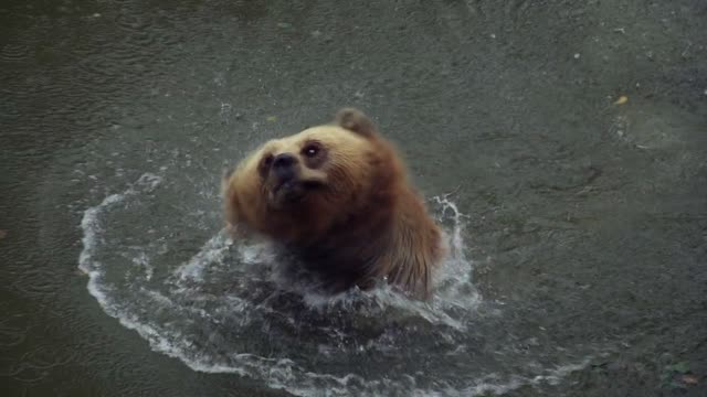 Brown bear playing in the water