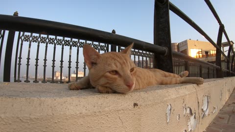 ED SHEERAN - Homeless cat in Ras Al Khaimah, UAE #cat #cats #EdSheeran #emirates #rak #ae #UAE #food