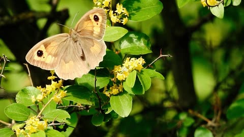 Beutifull butterfly 🦋🦋🦋