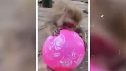 Monkey with balloon🎈