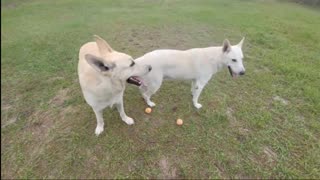 German Shepherds Fight