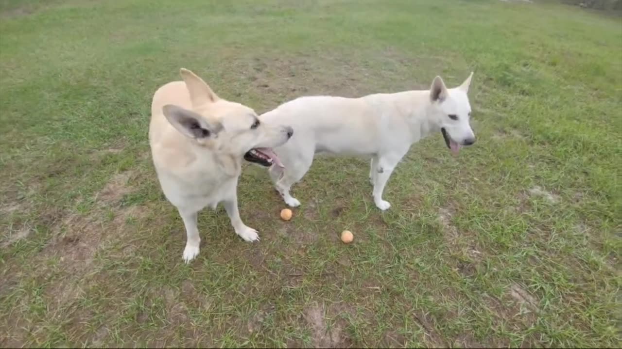 German Shepherds Fight